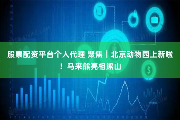 股票配资平台个人代理 聚焦｜北京动物园上新啦！马来熊亮相熊山