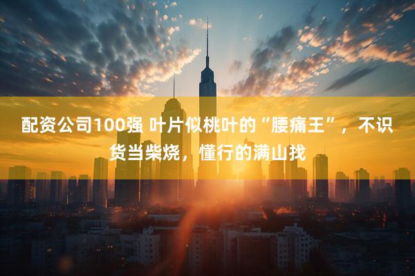 配资公司100强 叶片似桃叶的“腰痛王”，不识货当柴烧，懂行的满山找